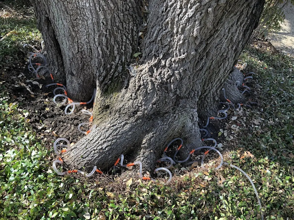 Detailed Tree Cabling and Bracing job site in Enon Valley
