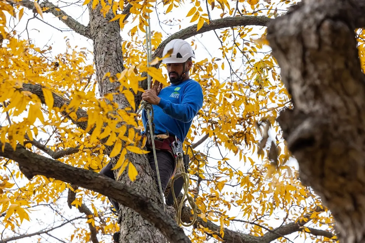 Skilled Tree Pruning crew working in Enon Valley